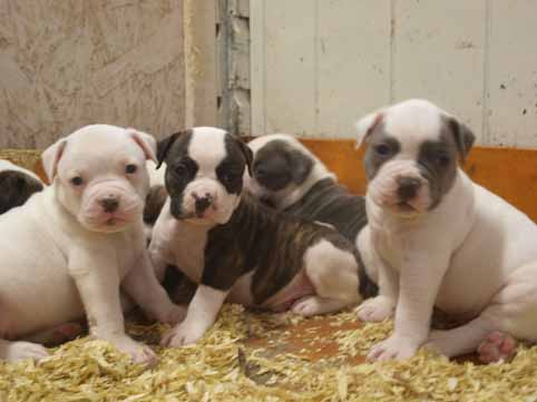 amerikaanse bulldog pup